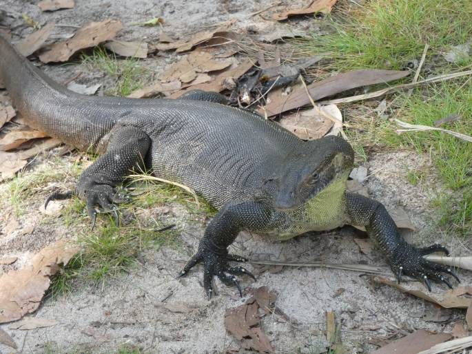 Varanus mertensi, varan Mertensův