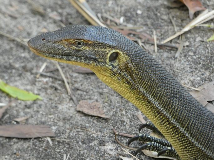 Varanus mertensi, varan Mertensův