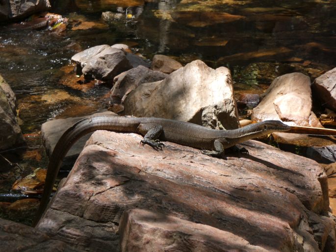 Varanus mertensi, varan Mertensův