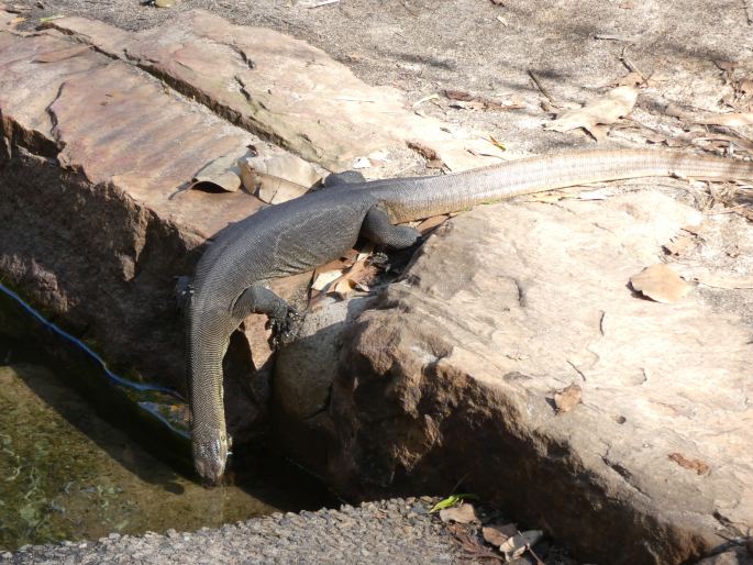 Varanus mertensi, varan Mertensův