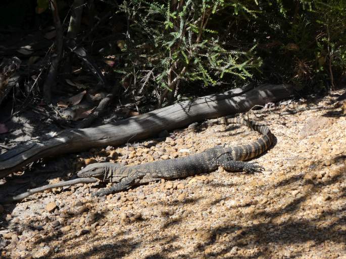 Varanus rosenbergi, varan Rosenbergův