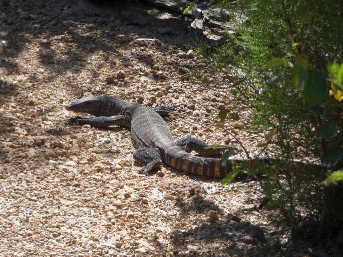 Varanus rosenbergi, varan Rosenbergův