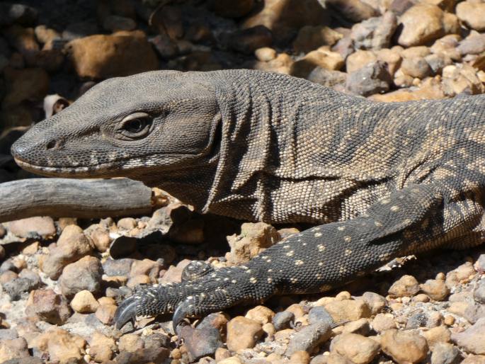 Varanus rosenbergi, varan Rosenbergův