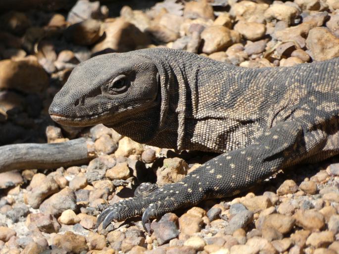 Varanus rosenbergi, varan Rosenbergův