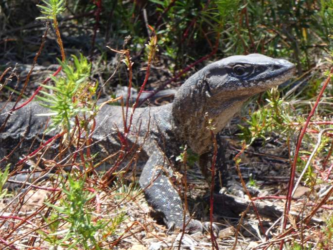 Varanus rosenbergi, varan Rosenbergův