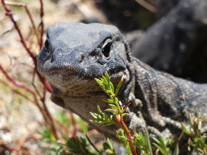 Varanus rosenbergi, varan Rosenbergův