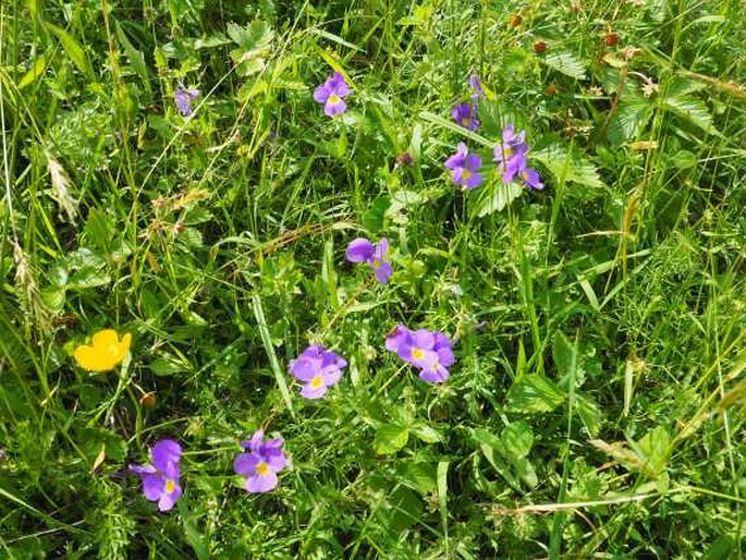 Viola elegantula