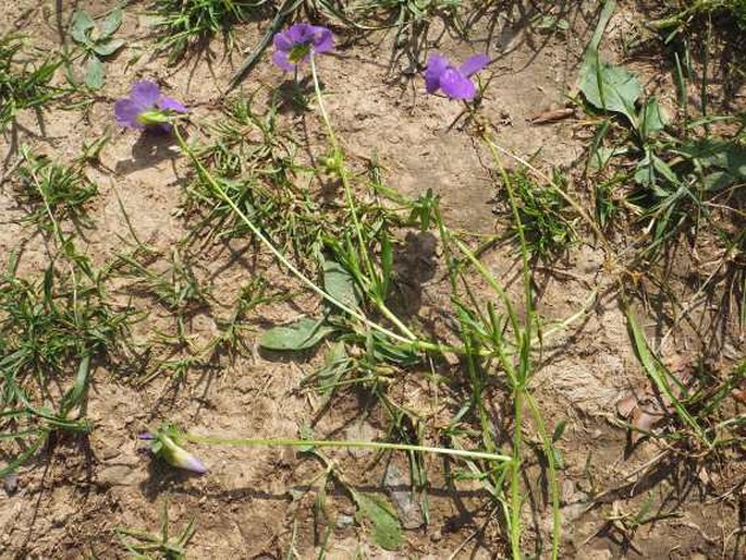 Viola elegantula