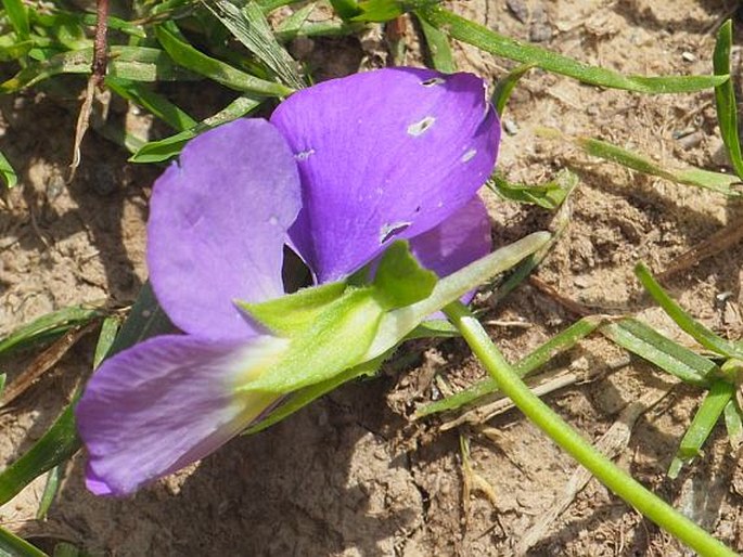 Viola elegantula