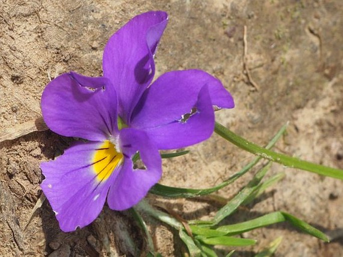 Viola elegantula