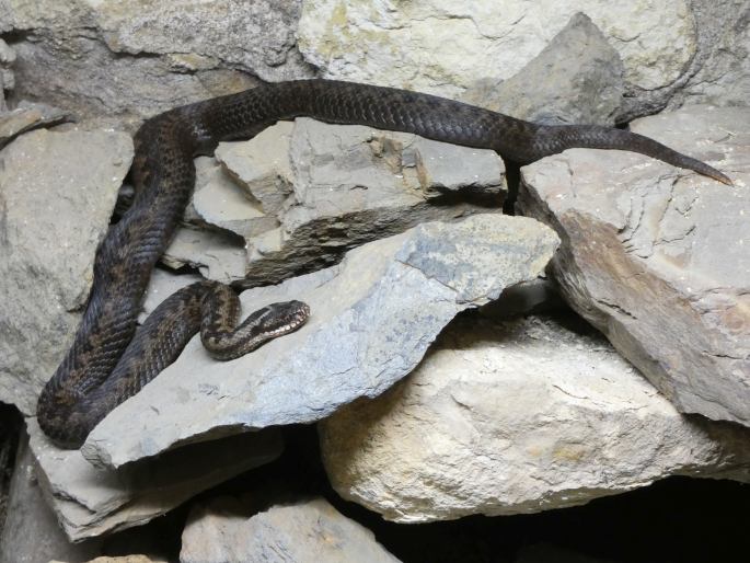 Vipera berus, zmije obecná