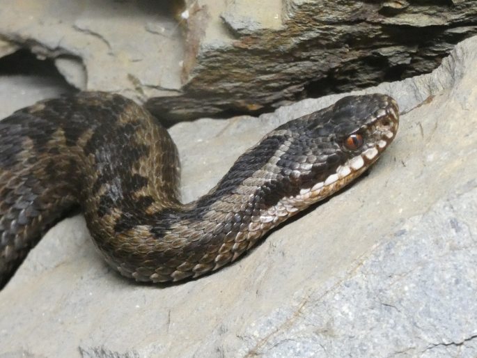 Vipera berus, zmije obecná