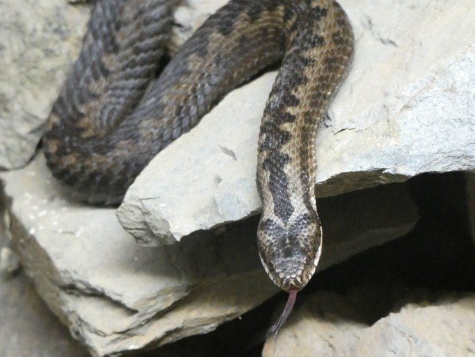 Vipera berus, zmije obecná