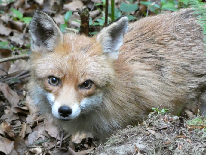 Vulpes vulpes, liška obecná