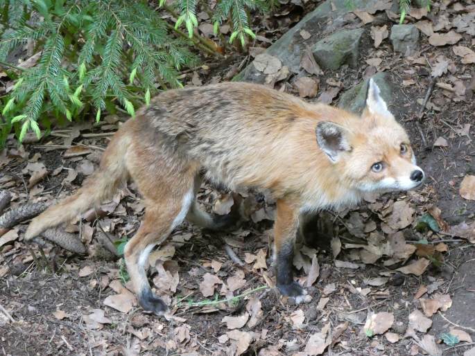 Vulpes vulpes, liška obecná