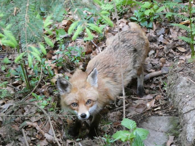 Vulpes vulpes, liška obecná