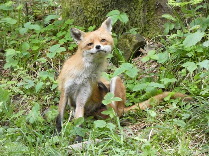 Vulpes vulpes, liška obecná