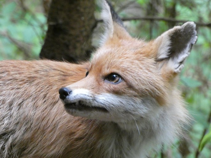 Vulpes vulpes, liška obecná