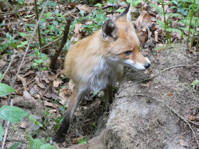 Vulpes vulpes, liška obecná