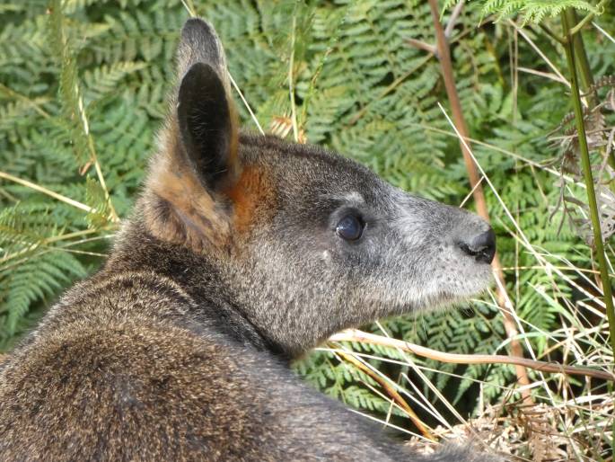 Wallabia bicolor, klokan bažinný