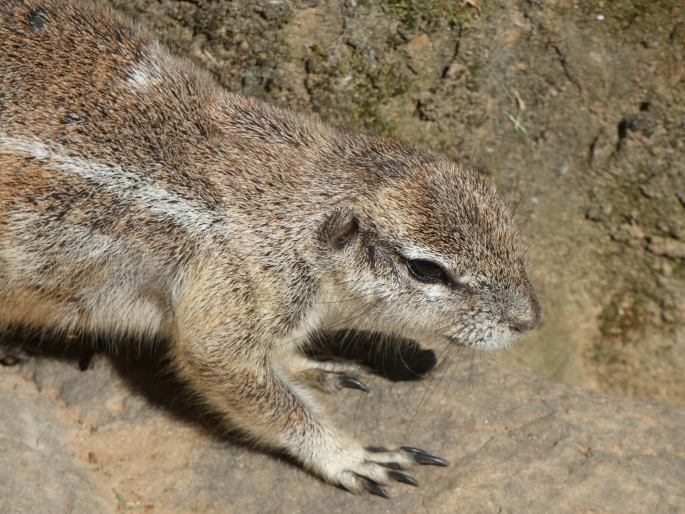 Xerus inauris, veverka kapská