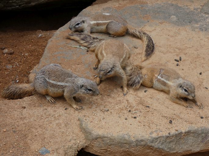 Xerus inauris, veverka kapská