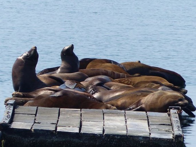 Zalophus californianus, lachtan tmavý