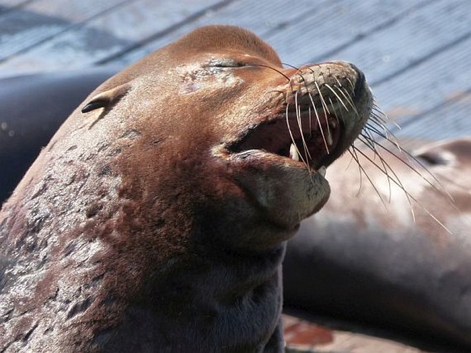 Zalophus californianus, lachtan tmavý