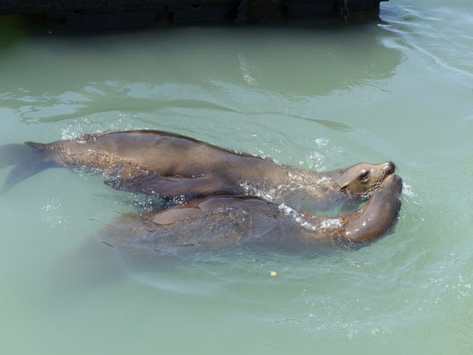 Zalophus californianus, lachtan tmavý