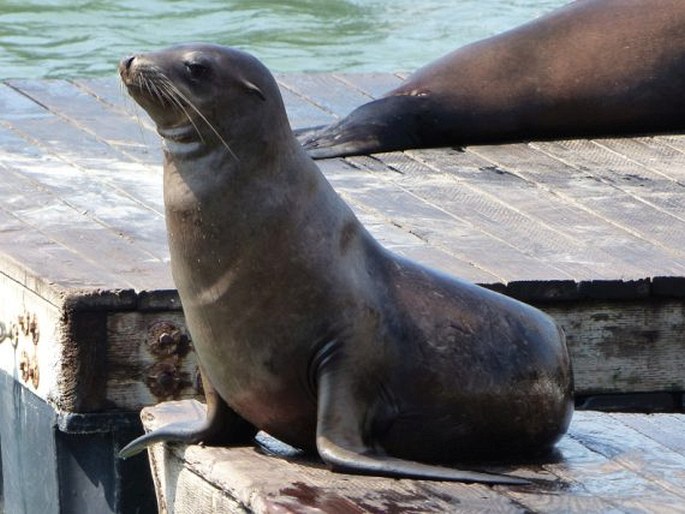 Zalophus californianus, lachtan tmavý