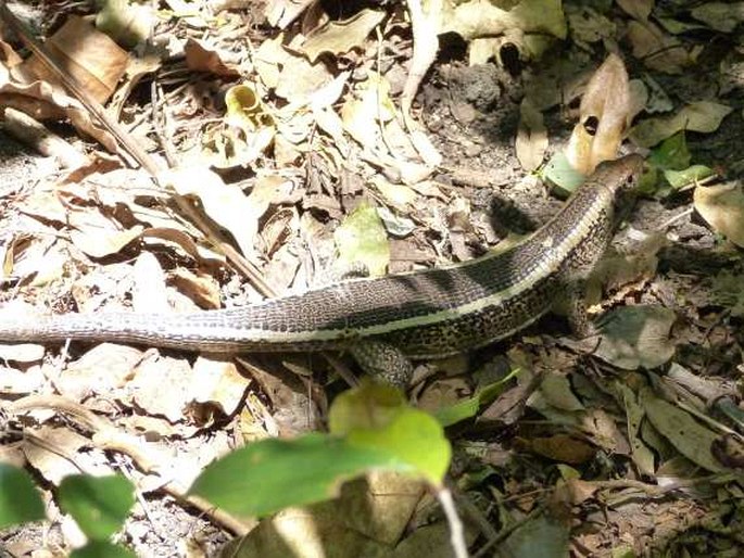 Zonosaurus laticaudatus, ještěrkovec scinkovitý