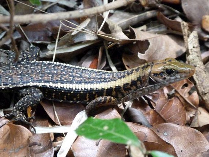 Zonosaurus laticaudatus, ještěrkovec scinkovitý