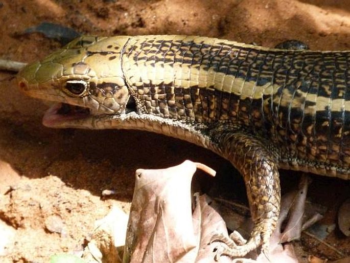 Zonosaurus laticaudatus, ještěrkovec scinkovitý