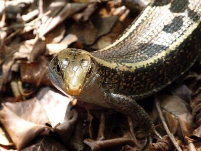 Zonosaurus laticaudatus, ještěrkovec scinkovitý