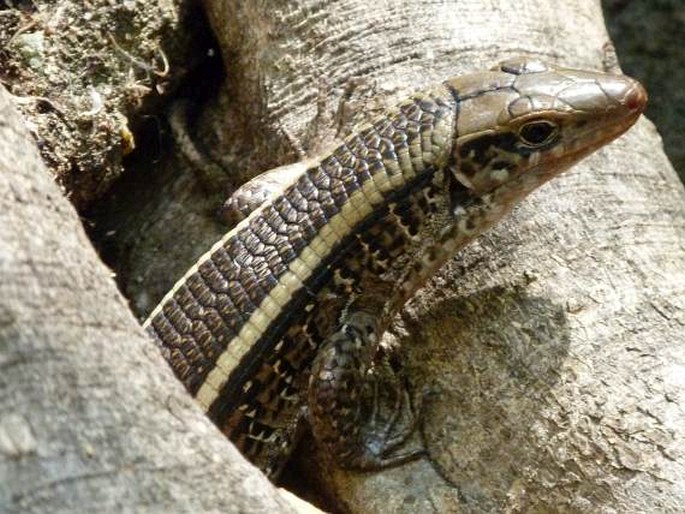 Zonosaurus laticaudatus, ještěrkovec scinkovitý