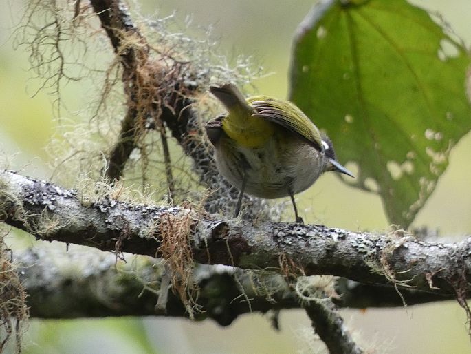 Zosterops olivaceus, kruhoočko olivové