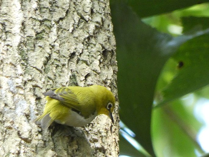 Zosterops simplex, kruhoočko